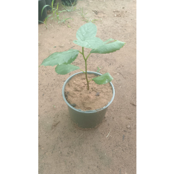 بمبرة 10 - 20 سم 