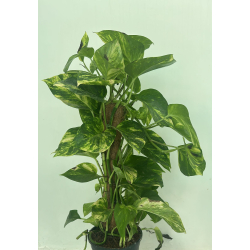 بوتس - ابيبربمتيم بانتيم موستيك 50 سم