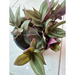 ترادسكانتيا زبرينا او زبرينا فضية 5 - 10 سم Tradescantia zebrina ترادسكانتيا زبرينا او زبرينا فضية 5 - 10 سم Tradescantia zebrina