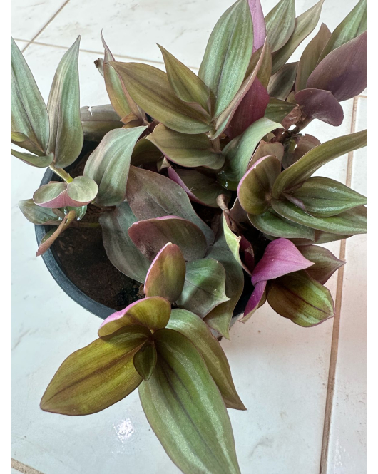 ترادسكانتيا زبرينا او زبرينا فضية 5 - 15 سم Tradescantia zebrina
