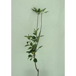 التفاح - تفاح انا الامريكي مطعم عمر سنتين 