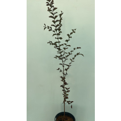 التمر - تمر حنا احمر - لاجستروميا 50 - 120 سم