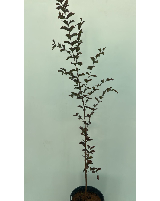 التمر - تمر حنا احمر - لاجستروميا 50 - 120 سم