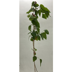 التوت - توت ايراني 20-40 سم التوت - توت ايراني 20-40 سم