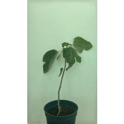 تين البحر الادرياتيكي 30 - 60 سم