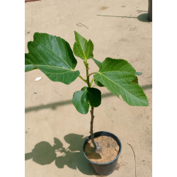 التين - تين اللاسون 30 - 50 سم 