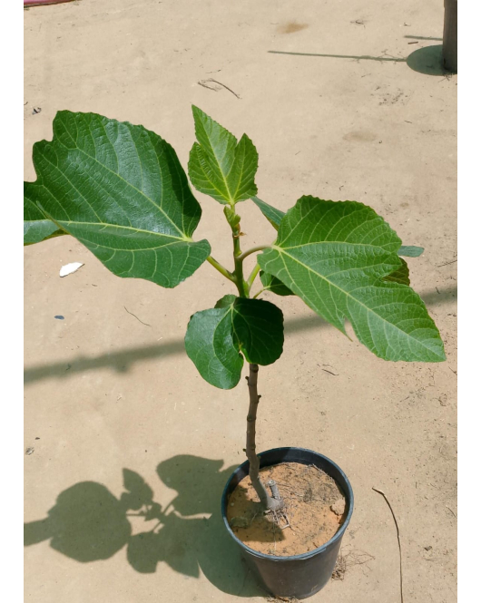 التين - تين اللاسون 30 - 50 سم 