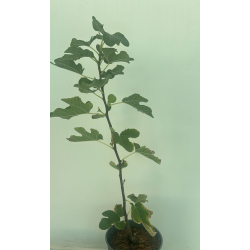 التين - تين البرتقالي الملكي الروماني 40 - 60 سم