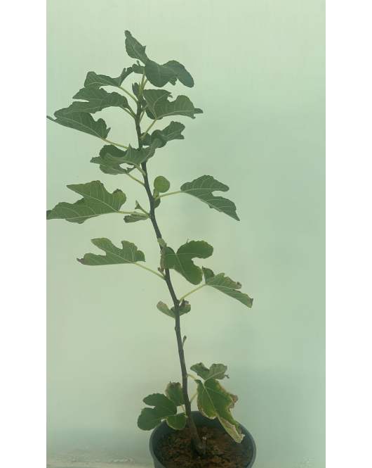 التين - تين البرتقالي الملكي الروماني 40 - 60 سم