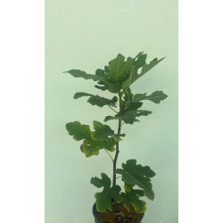 التين - تين تاكوما فايلت 30 - 50 سم