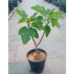 التين - تين تايقر 30 - 50 سم