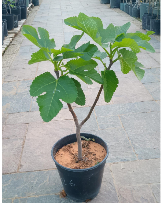 التين - تين تايقر 30 - 50 سم