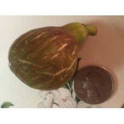 Fig - Salce fig 40-50cm