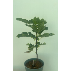 التين - تين لوس سكوات 30 - 50 سم