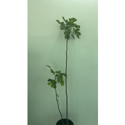 التين - تين هندي مع وزيري مركن واحد 150-200 سم التين - تين هندي مع وزيري مركن واحد 150-200 سم