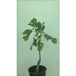 التين - تين هندي 150-200 سم التين - تين هندي 150-200 سم