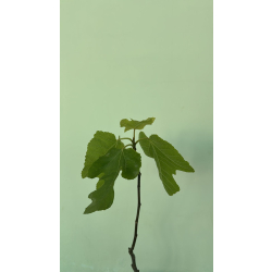 التين - تين براون تركي 20 - 40 سم  التين - تين براون تركي 20 - 40 سم