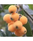 اسكدنيا - البشمله - بشمله مطعمة 130 - 160 سم