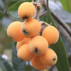 اسكدنيا - البشمله - بشمله مطعمة 130 - 160 سم