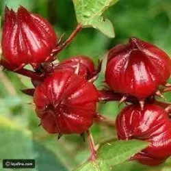 كركديه 30 - 50 سم 