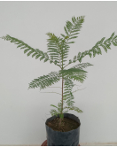 جاكرندا 20 - 40 سم جاكرندا 20 - 40 سم