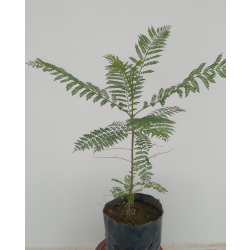 جاكرندا 20 - 40 سم