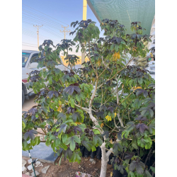 الجاترفا - جاتروفيا - جتروفيا صحراء 50 - 70 سم