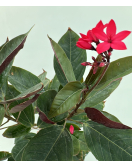 الجاترفا - جاتروفا - جتروفيا ورق احمر 110 - 130 سم 