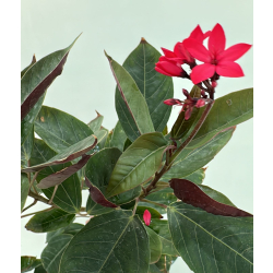 الجاترفا - جاتروفا - جتروفيا ورق احمر 110 - 130 سم 