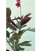 الجاترفا - جاتروفا - جتروفيا ورق احمر 110 - 130 سم 