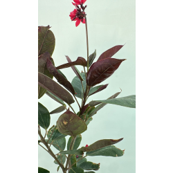 الجاترفا - جاتروفا - جتروفيا ورق احمر 110 - 130 سم 