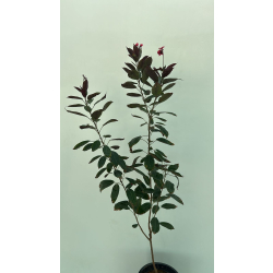 الجاترفا - جاتروفا - جتروفيا ورق احمر 110 - 130 سم 