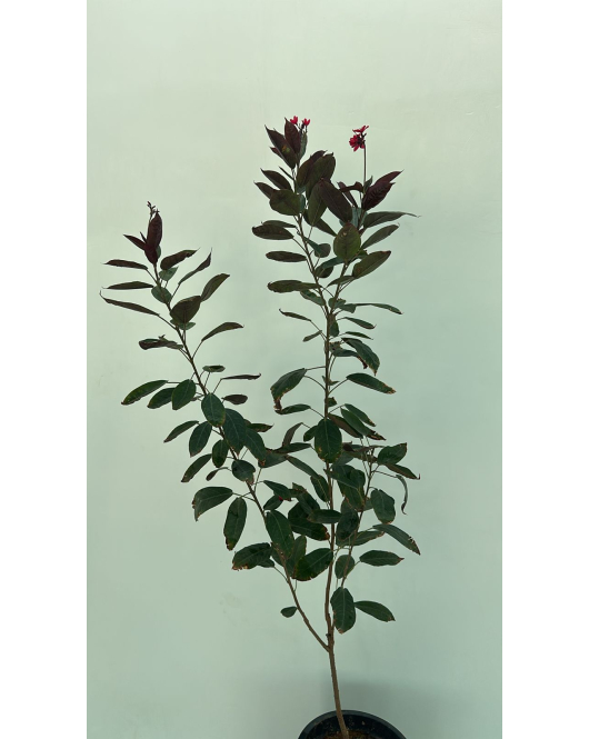 الجاترفا - جاتروفا - جتروفيا ورق احمر 110 - 130 سم 