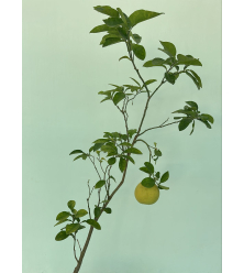 الجريب - جريب - قريب فروت اصفر مطعم عمر خمس سنوات