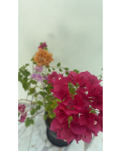 الجهنمية - جهنمية تايلندي اربع اعواد 80 - 120 سم 