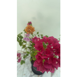 الجهنمية - جهنمية تايلندي اربع اعواد 80 - 120 سم 