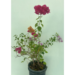 الجهنمية - جهنمية تايلندي اربع اعواد 80 - 120 سم 