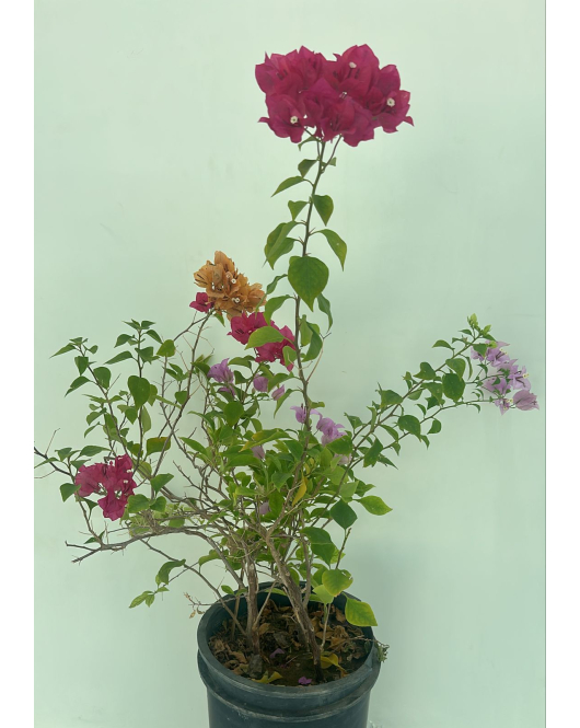 الجهنمية - جهنمية تايلندي اربع اعواد 80 - 120 سم 