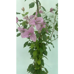 الجهنمية - جهنمية جلابرا جامبو 120 - 160 سم