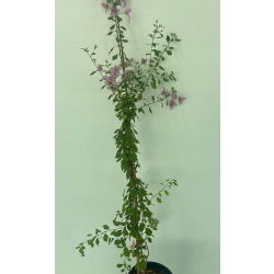 الجهنمية - جهنمية جلابرا جامبو 120 - 160 سم