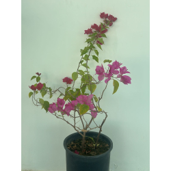 الجهنمية - جهنمية تايلندي عدة سيقان زهري و فوشي 50 - 80 سم 