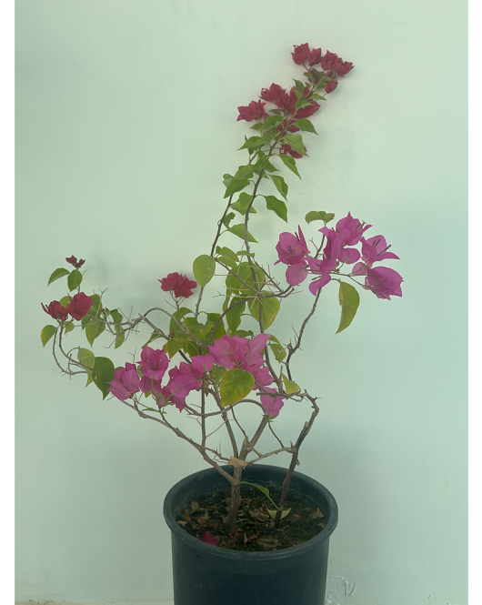 الجهنمية - جهنمية تايلندي عدة سيقان زهري و فوشي 50 - 80 سم 