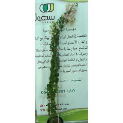 جهنمية ساكورا ياباني 120 - 160 سم جهنمية ساكورا ياباني 120 - 160 سم