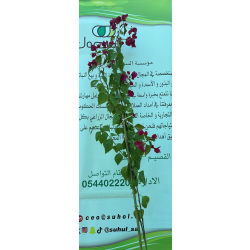 جهنمية بلدي - الجهنمية - جهنمية فوشي 150 - 200 سم