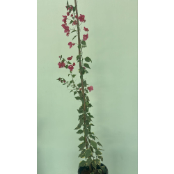 الجهنمية - جهنمية مبرقش فوشي 120- 160 سم 