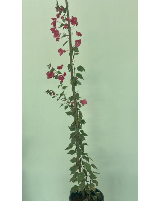 الجهنمية - جهنمية مبرقش فوشي 120- 160 سم 