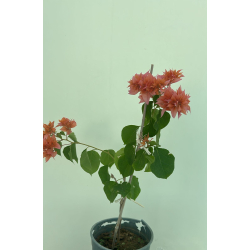 الجهنمية - جهنمية مكبس برتقالي 20- 40 سم