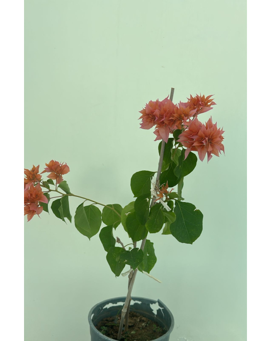 الجهنمية - جهنمية مكبس برتقالي 20- 40 سم