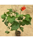 جيرانيوم - خبيز زهور 30 - 60 سم 