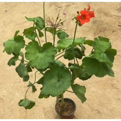 جيرانيوم - خبيز زهور 30 - 60 سم 